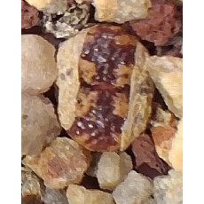 C.pell.v.terri (Rietburg) - Seed